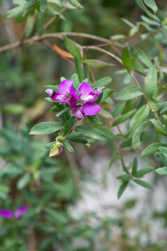 Close up of myrtle leaf milkwort (polygala myrtifolia) flowers in bloom