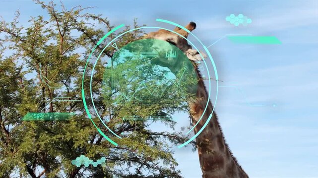 Adult giraffe reaching into canopy after spotting leaves, teal HUD tracking nibbling for research