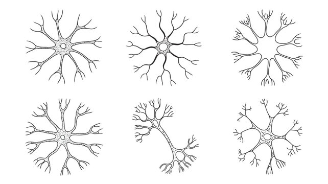 A collection of six detailed black and white illustrations depicts neuron structures showcasing dendritic branching patterns and cellular forms high quality professional modern elegant stylish clean