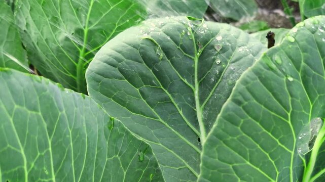 Close-up view of vibrant green cabbage leaves covered with fresh water droplets, showcasing natural texture and healthy plant growth in a garden setting.
