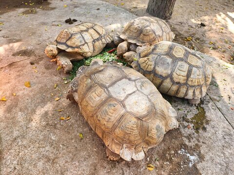 Four African spurred tortoises feeding together in an outdoor enclosure.