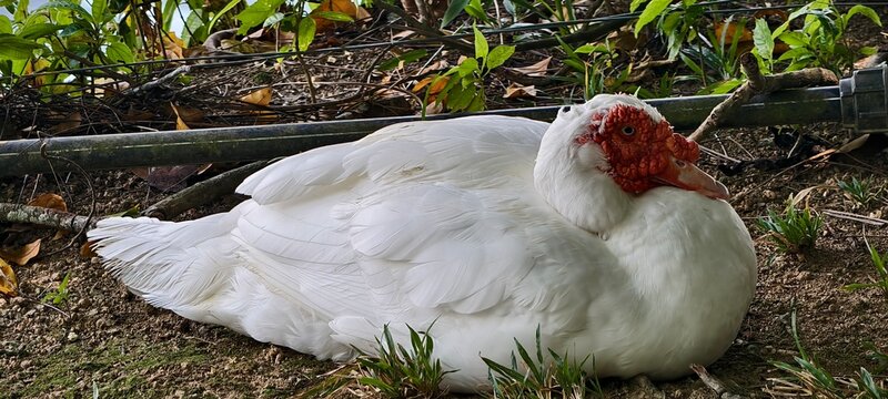 A white Muscovy duck lies on soil surrounded by small plants and grass. Its distinctive red caruncle around the face contrasts with its smooth feathers. 