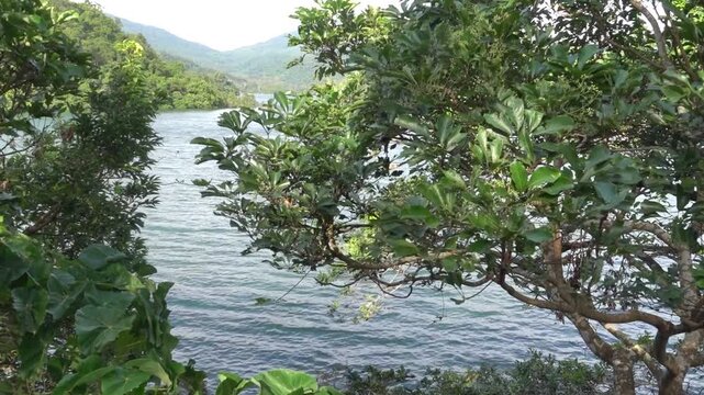Subtropical rain forests of Hong Kong Island, South China Sea bay