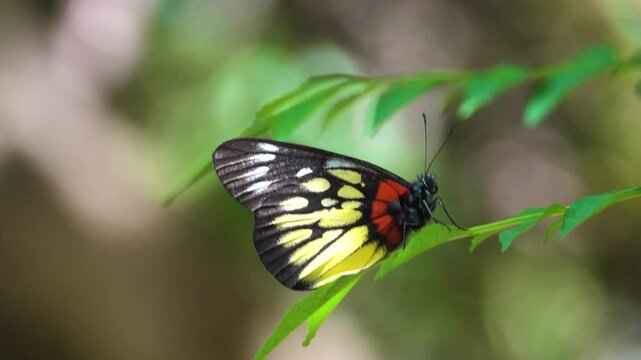 Redbase Jezebel (Delias pasithoe, Pieridae) of Hon Kong winter mountain forest
