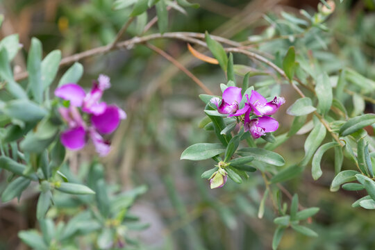 Close up of myrtle leaf milkwort (polygala myrtifolia) flowers in bloom