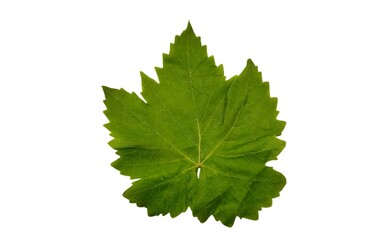 Fototapeta premium Top view of a single fresh green grape leaf (Vitis vinifera), a staple ingredient for Mediterranean, Middle Eastern, and Balkan stuffed vine leaf dishes like dolma, sarma, and warak enab.