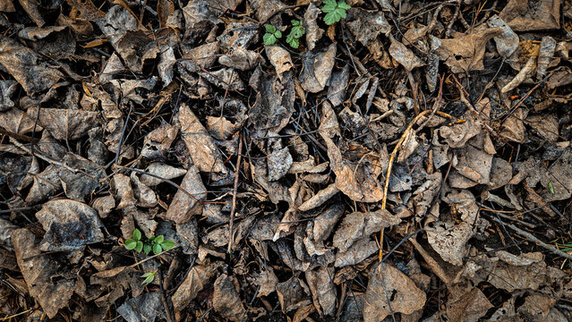 a ground-level view of decomposing fallen leaves, commonly known as leaf litter or mulch. environment background banner.