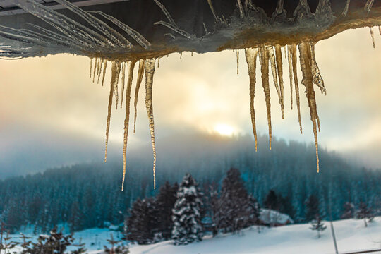 Aerial view of golden icicles melting above a serene, snow-dusted pine forest under a hazy winter sun, Gulmarg, Jammu and Kashmir, India.