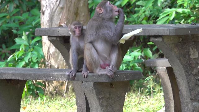 Rhesus monkeys in Hong Kong. A touching family of monkeys where the mother eats and the child looks at her with envy. The concept of monkey morals and the absence of human ethical rules