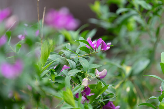 Close up of myrtle leaf milkwort (polygala myrtifolia) flowers in bloom