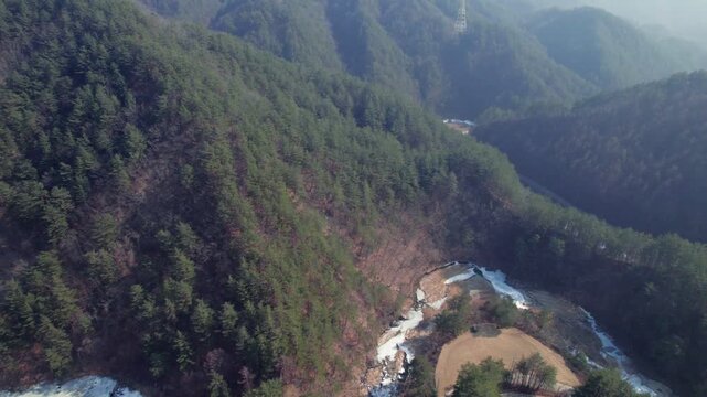 Drone footage of a pine forest