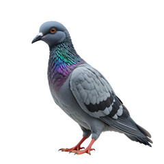 Fototapeta premium A realistic studio portrait of a grey pigeon with iridescent neck feathers against a stark white background