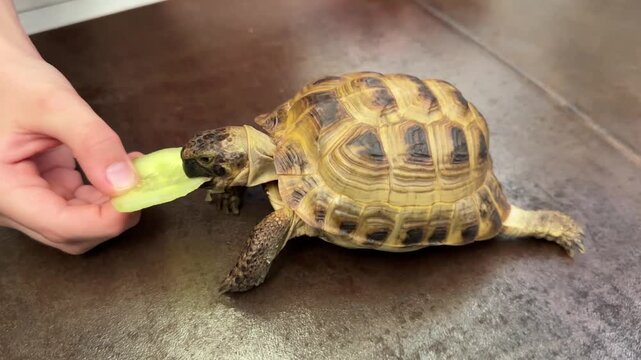 Pet land tortoise eating slice of cucumber  from human hand. Feeding pets, pets care.