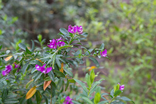 Close up of myrtle leaf milkwort (polygala myrtifolia) flowers in bloom