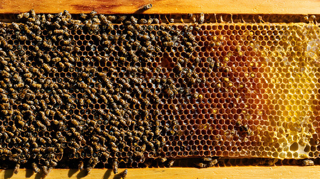 Swarming honeybees on golden honeycomb frame