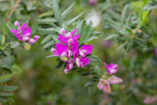 Close up of myrtle leaf milkwort (polygala myrtifolia) flowers in bloom