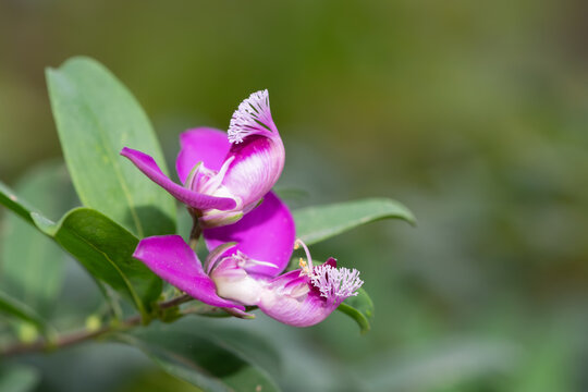 Close up of myrtle leaf milkwort (polygala myrtifolia) flowers in bloom
