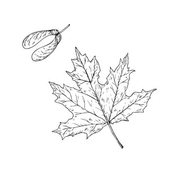 Vector maple leaf, graphic hand drawn Helicopter seed, samara fruit, isolated illustration. Botanical hand drawn illustration isolated on background. Ideal for seasonal, halloween, forest, or nature