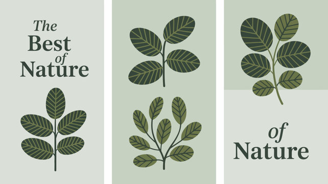 A triptych displays botanical illustrations of green leaves alongside minimalist text proclaiming the best of nature high quality professional detailed modern elegant stylish clean crisp vibrant