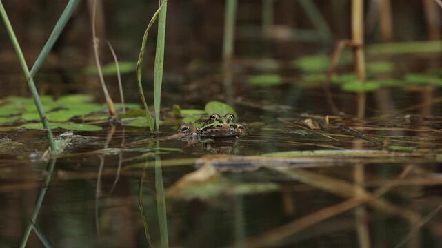 rana verde ferma e tranquilla sopra varie piante e foglie cadute sulla superficie d'acqua di una palude fluviale