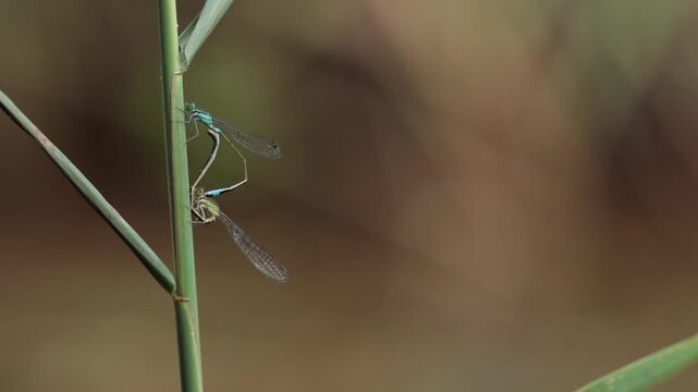 Coppia d'insetti ( Zygoptera) fermi su una pianta durante l'accoppiamento, di giorno, in un ambiente naturale