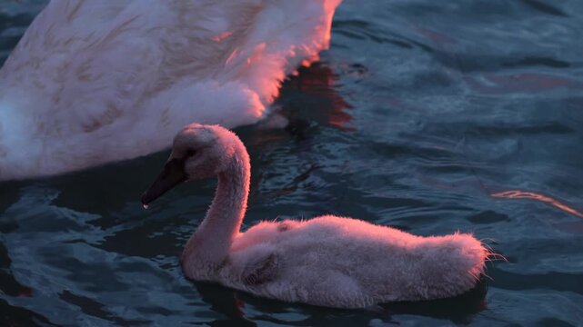 dettagli di un giovane esemplare di cigno bianco tranquillo mentre galleggia sulla superficie di una laguna marina, al tramonto