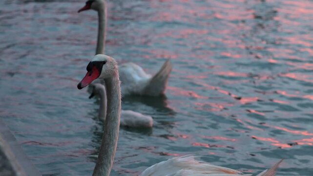 coppia di cigni adulti bianchi insieme al loro piccolo mentre si muovono e galleggiano in una laguna di mare, al tramonto