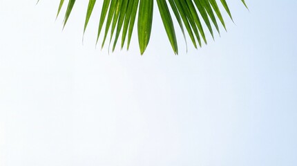 Fototapeta premium Green palm leaf hanging against a bright clear blue sky background