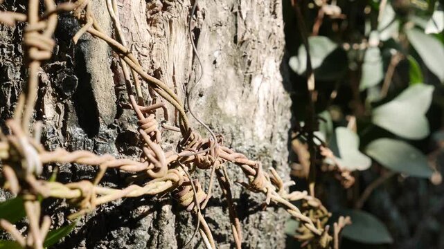 Barbed wire is fixed around a tree trunk forming part of a fence structure with sharp metal strands wrapped tightly against natural vegetation. Safety concept.