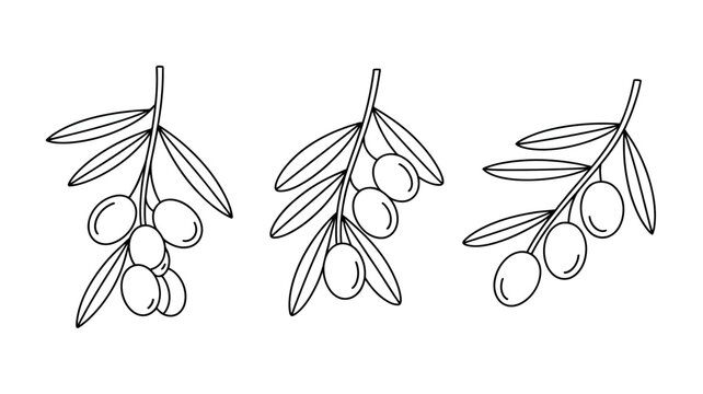 A simple black and white illustration depicts three olive branches each bearing multiple rounded olives and slender elongated leaves high quality professional detailed modern elegant stylish