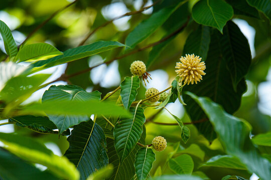 Kratom flower blooming on mitragyna speciosa tree