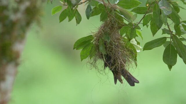 Red-rumped Caciques (Cacicus haemorrhous) Building Hanging Nest in Tropical Rainforest