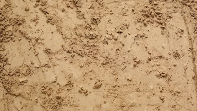 Mites in Cocoa powder
