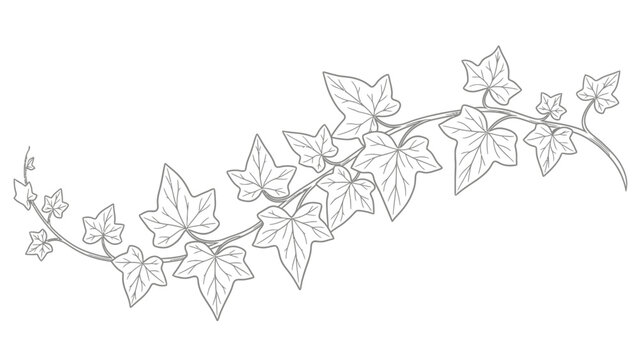 Elegant ivy vine with detailed leaves in a simple line drawing.