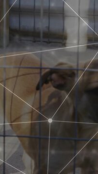 Vertical video: Camera moving, tan dog shifting, turning, nudging grid, network overlaying shelter