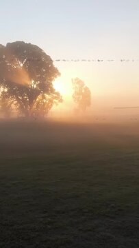 Vertical video: Glitch clearing, tree cluster revealing sun rising through fog highlighting sunrise