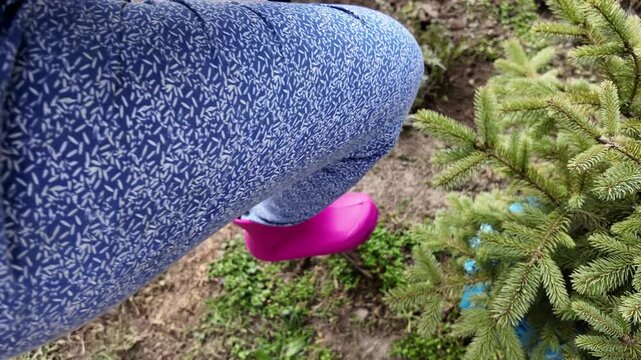 Person in pink rubber boots uses a shovel to dig soil beside a small evergreen tree, outdoor garden scene suggests planting and spring yard work