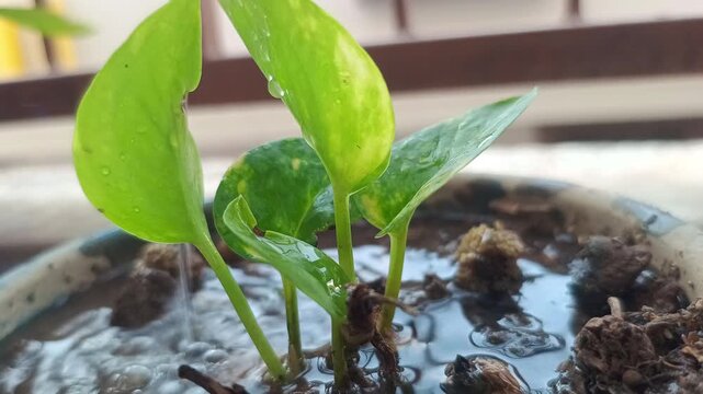 Watering Small Money Plant in Pot - Epipremnum Aureum Growth and Care