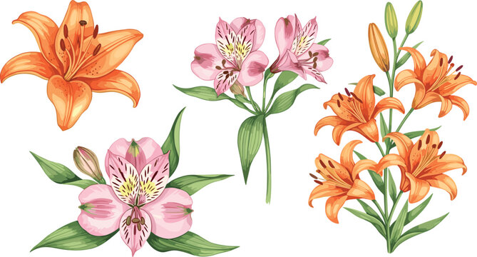 Tiger Lily Watercolor Images  Browse 881 Stock Photos, Vectors, and Video  | Adobe Stock