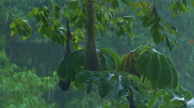 Nests from Red-rumped Caciques (Cacicus haemorrhous) hanging from a tree in strong rainy Rain Forest