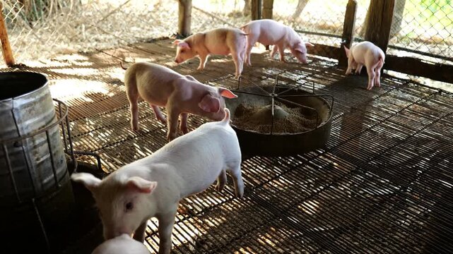 Many piglets are eating prepared food in the pig farm. Little piglets are eating food.