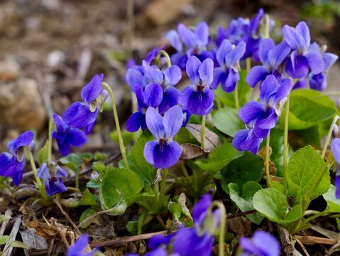Sweet violet (Viola odorata) with flowers, also known as wood violet and English violet, Poland