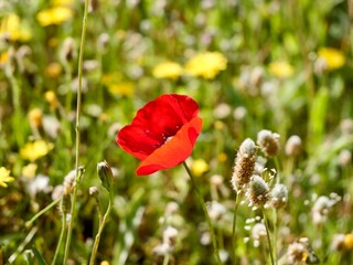 Obraz premium Corn poppy (Papaver rhoeas) flowering in the wild, also known as common poppy, field poppy and Flanders poppy