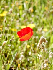 Naklejka premium Corn poppy (Papaver rhoeas) flowering in the wild, also known as common poppy, field poppy and Flanders poppy