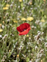 Fototapeta premium Corn poppy (Papaver rhoeas) flowering in the wild, also known as common poppy, field poppy and Flanders poppy