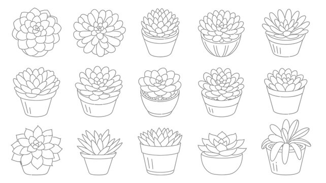 A collection of hand drawn succulent plants in simple line art arranged in a grid pattern on a plain white background high quality professional detailed modern
