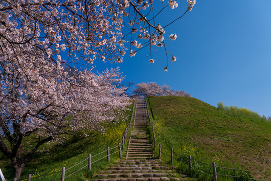 桜咲くさきたま古墳公園