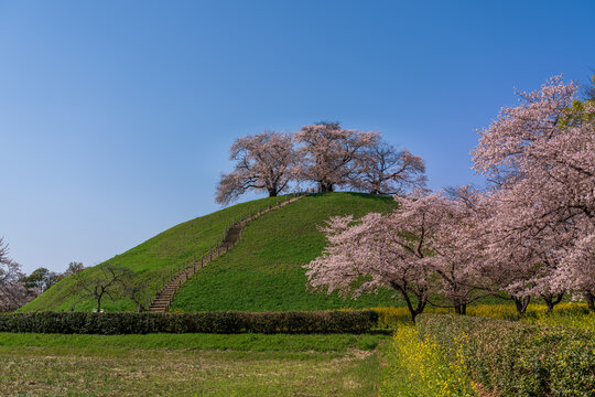 桜咲くさきたま古墳公園