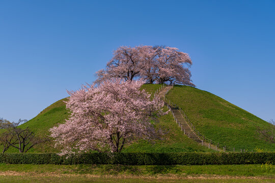 桜咲くさきたま古墳公園