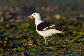 Naklejka premium Kelp Gull, Puerto Deseado Nature Reserve, Santa Cruz, Patagonia, Argentina.
